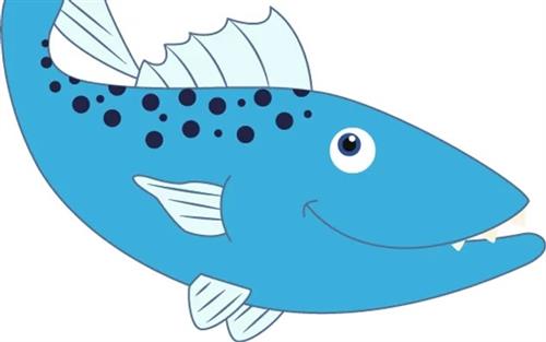 barracuda image